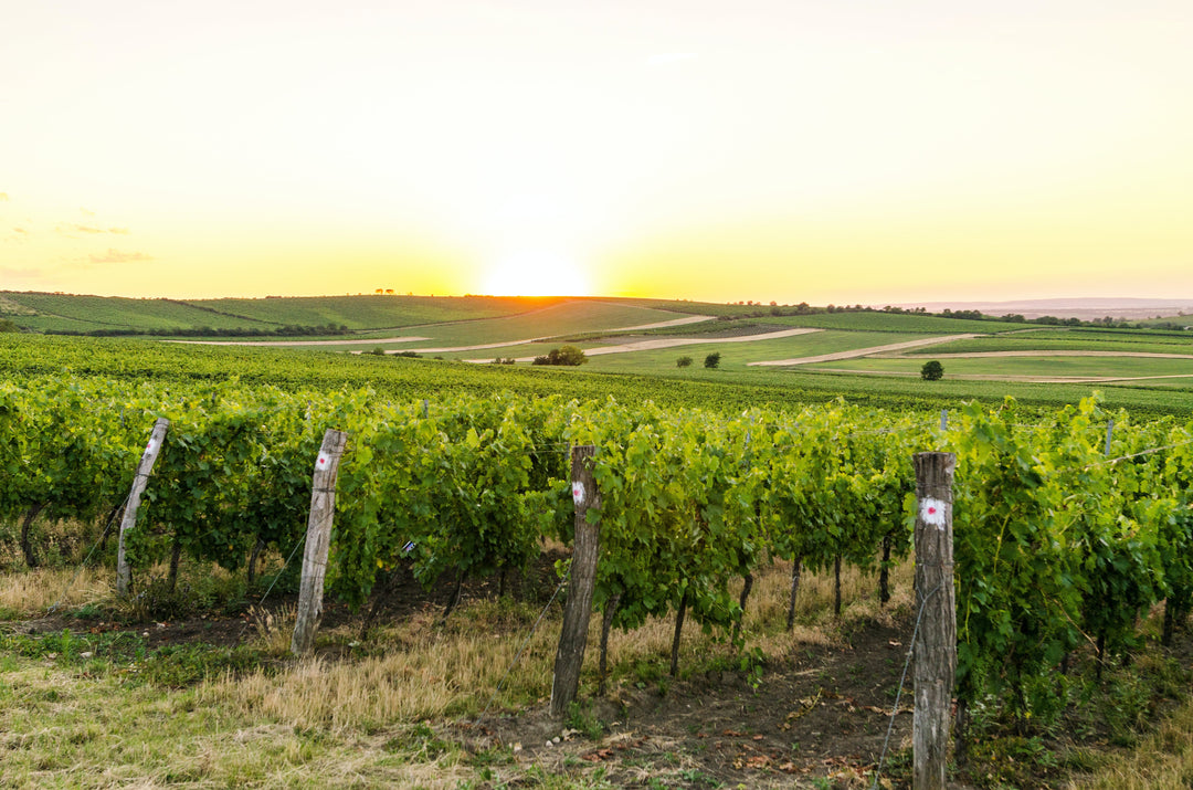 From Vine to Glass: The Production Process of Non-Alcoholic Wine